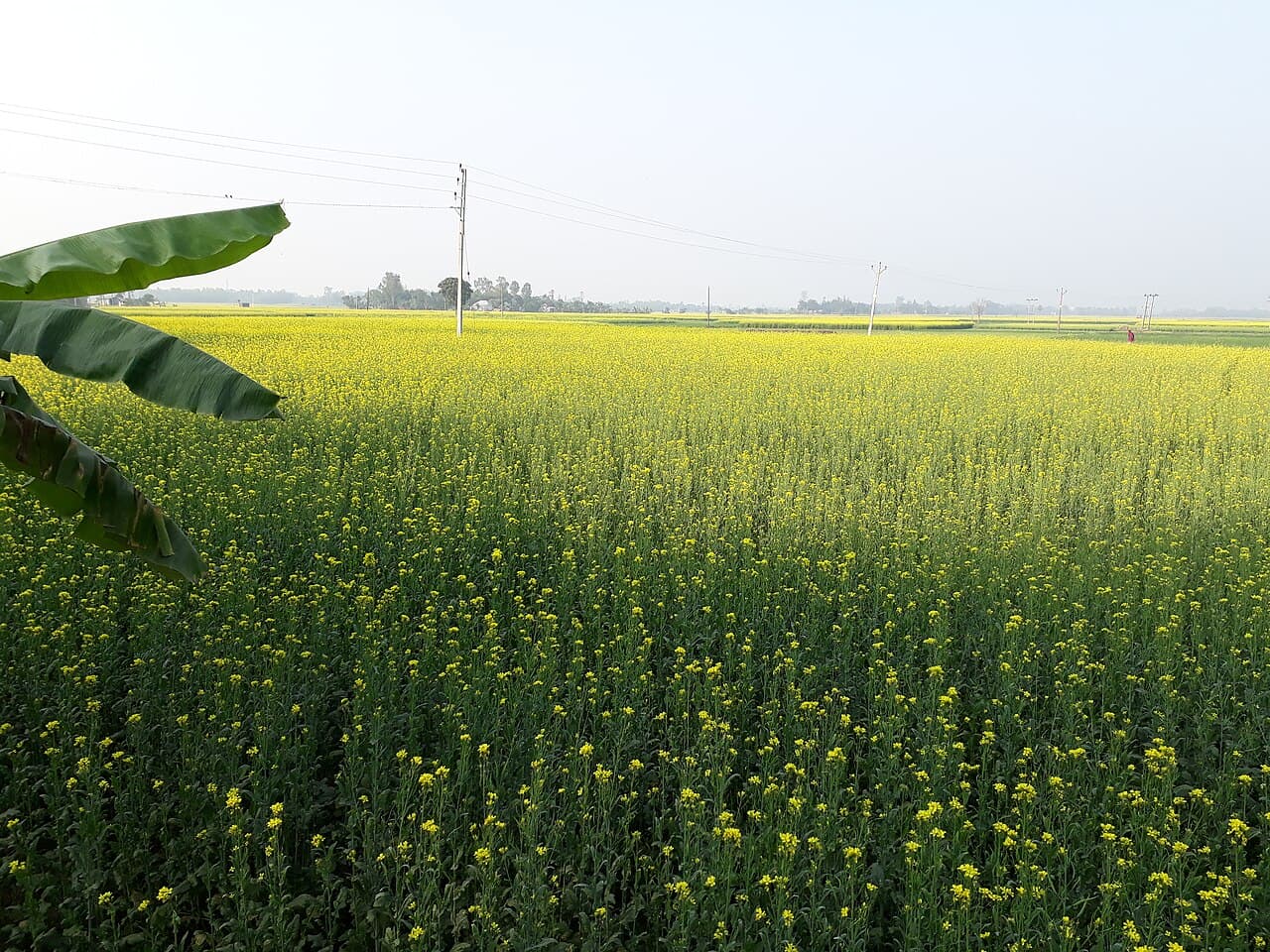 Blooming yellow mustard field in rural eastern India along the Gangetic plain