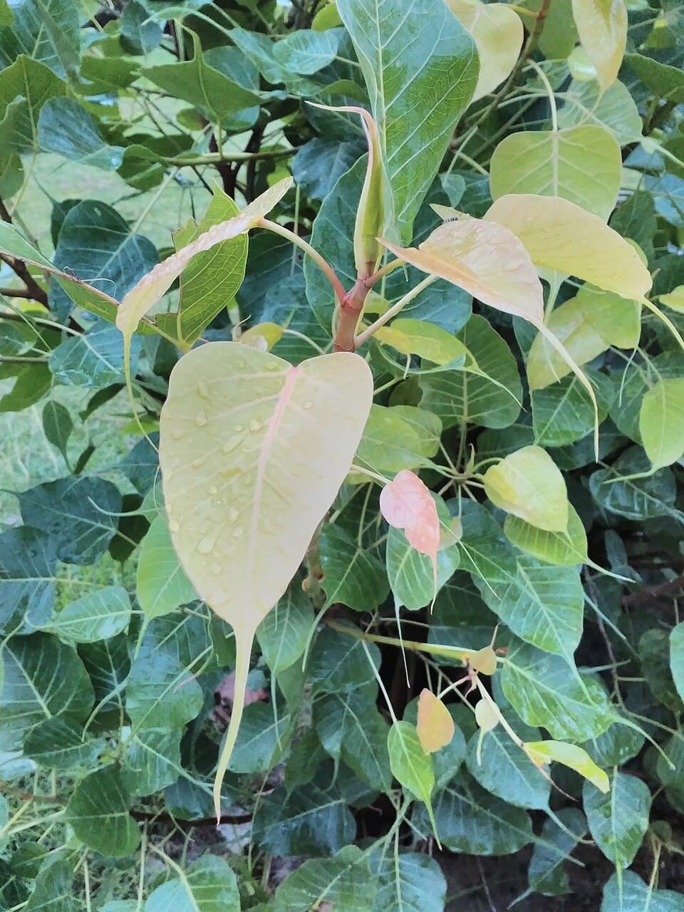 Botanical detail of a Peepal leaf